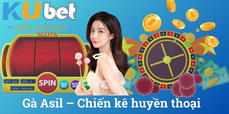 gà asil chiến kê huyền thoại